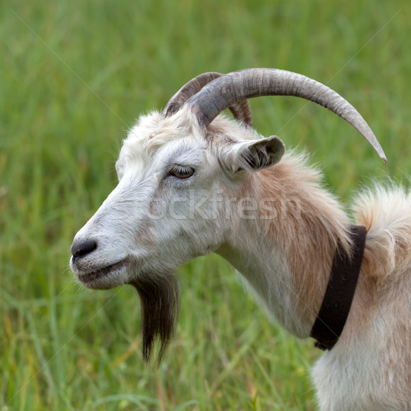 Fej kecske oldalnézet tavasz nyár mező Stock fotó © BSANI