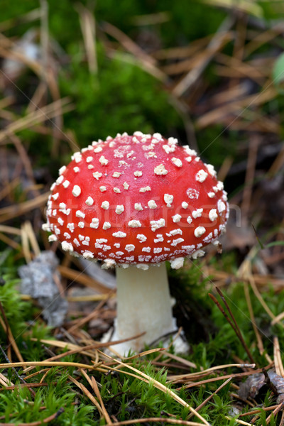 Fly agaric (Amanita muscaria) in moss Stock photo © BSANI