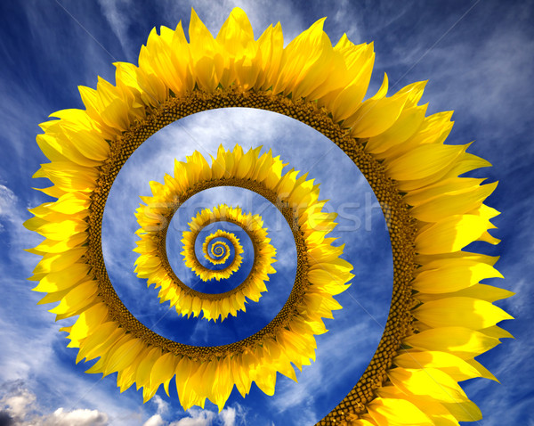 Resumen girasol espiral cielo nubes flor Foto stock © BSANI