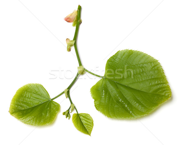 Spring tilia leafs on white background Stock photo © BSANI
