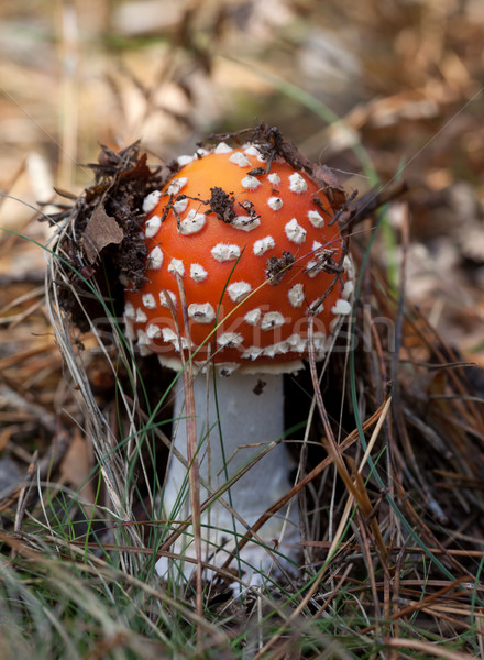 Red amanita muscaria mushroom in forest Stock photo © BSANI