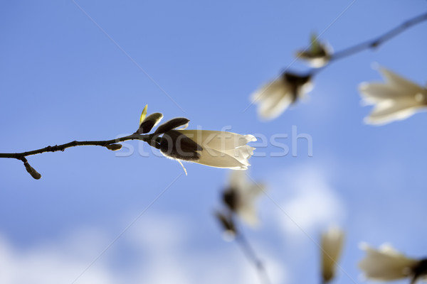 Magnolie Blue Sky primăvară zi lemn Imagine de stoc © BSANI