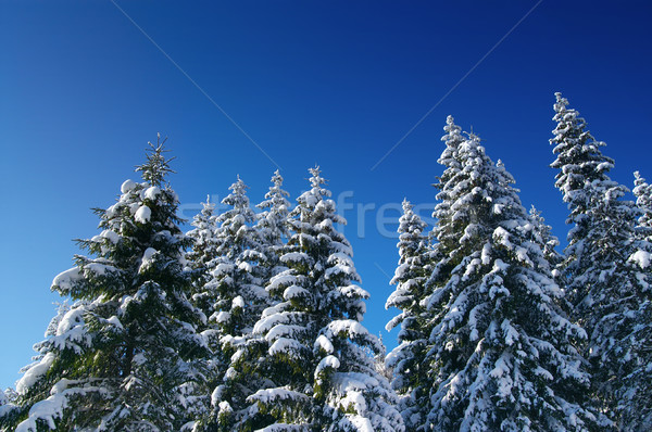 Winter fir wood Stock photo © BSANI