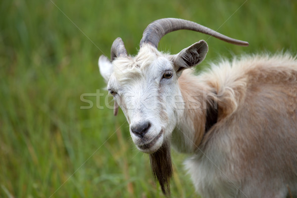 Portret geit voorjaar haren veld groene Stockfoto © BSANI