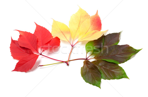 [[stock_photo]]: Trois · laisse · différent · saisons · isolé · blanche