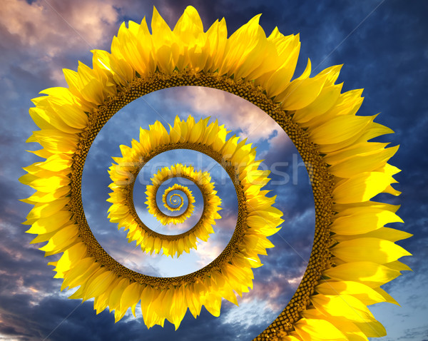 Sunflower spiral Stock photo © BSANI
