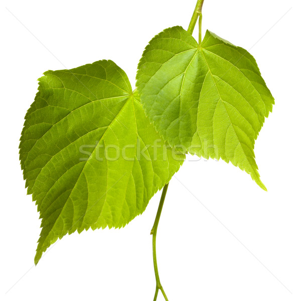 Green linden-tree leafs Stock photo © BSANI