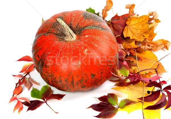 Stock photo: Red ripe pumpkin and multicolor autumn leaves