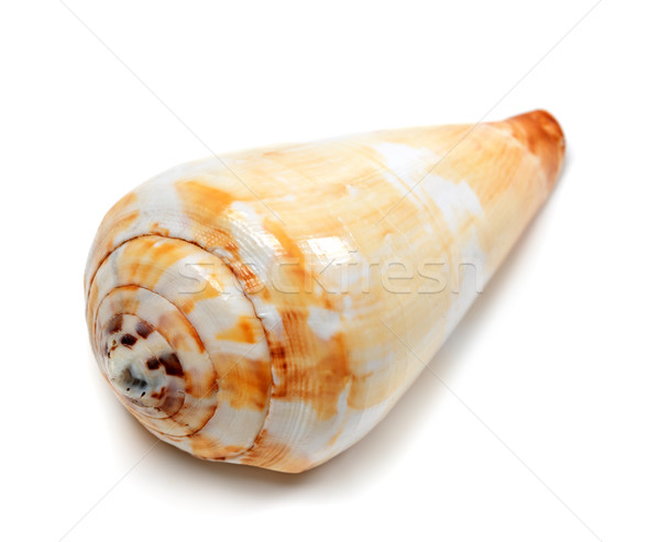 Seashell isolated on white background Stock photo © BSANI