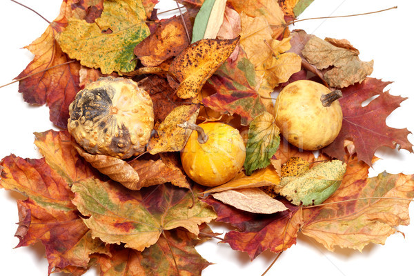 Three small decorative pumpkins on autumn leafs Stock photo © BSANI