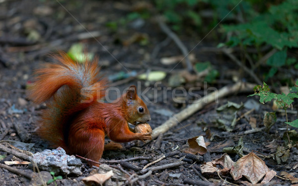 Red squirrel eat walnut in autumn forest Stock photo © BSANI