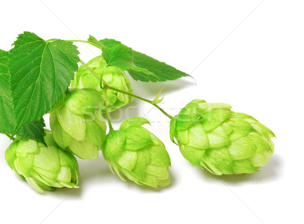 Blossoming hop on white background  Stock photo © BSANI