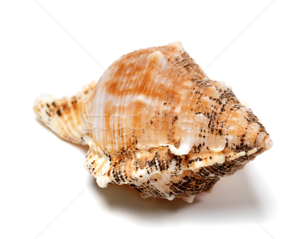 Shell of Bursa bubo Stock photo © BSANI