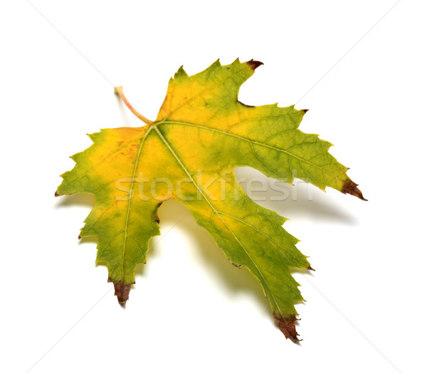 Autumn yellowed leaf Stock photo © BSANI