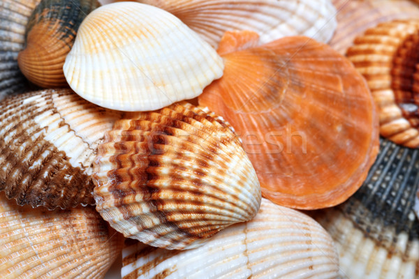 Shells of anadara and scallop at sun summer day Stock photo © BSANI