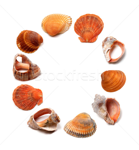 Letter O composed of seashells Stock photo © BSANI