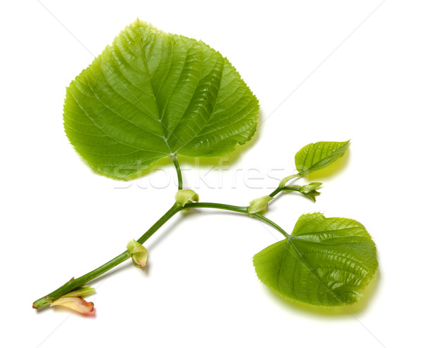 Green linden-tree leafs on white background. Stock photo © BSANI
