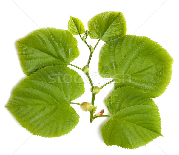 Spring tilia leafs Stock photo © BSANI