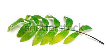 Rowan leaves on white background Stock photo © BSANI