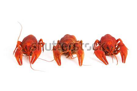 Three boiled crawfish Stock photo © BSANI
