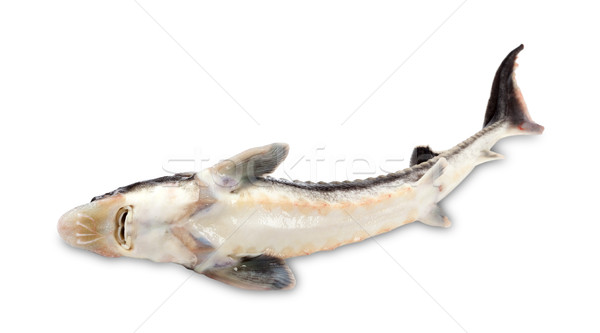 Dead sterlet fish on white background. Stock photo © BSANI