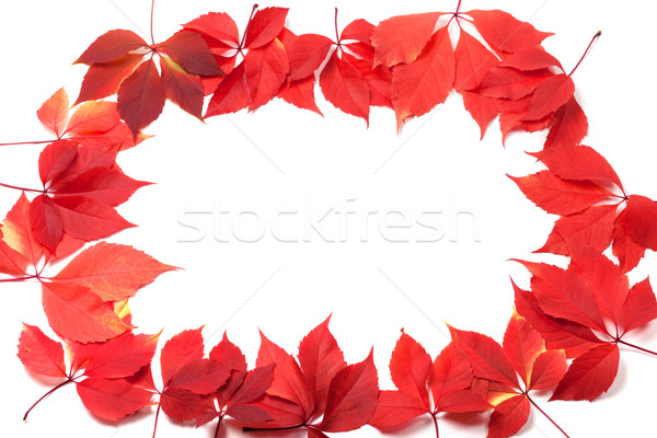 Autumn leaves frame isolated on white background Stock photo © BSANI