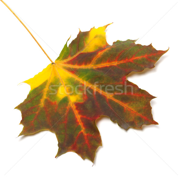 Outono maple leaf isolado branco floresta natureza Foto stock © BSANI