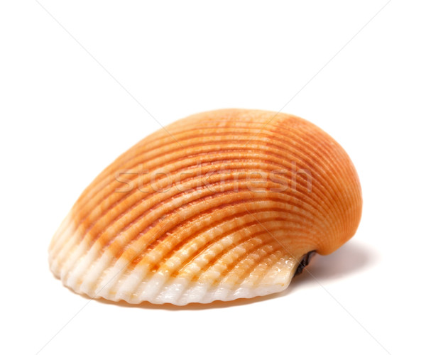 Seashell isolated on white Stock photo © BSANI