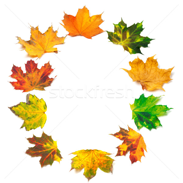 Letter O composed of autumn maple leafs Stock photo © BSANI