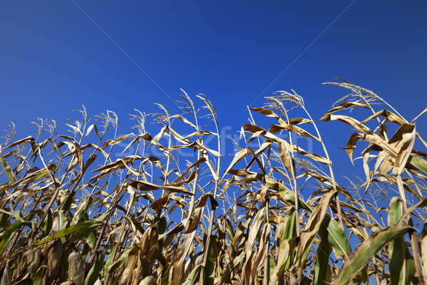 Cornfield and blue clear sky at nice sun day Stock photo © BSANI
