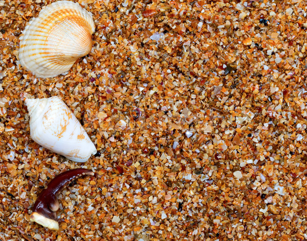 Seashells and claw from crab on sand Stock photo © BSANI