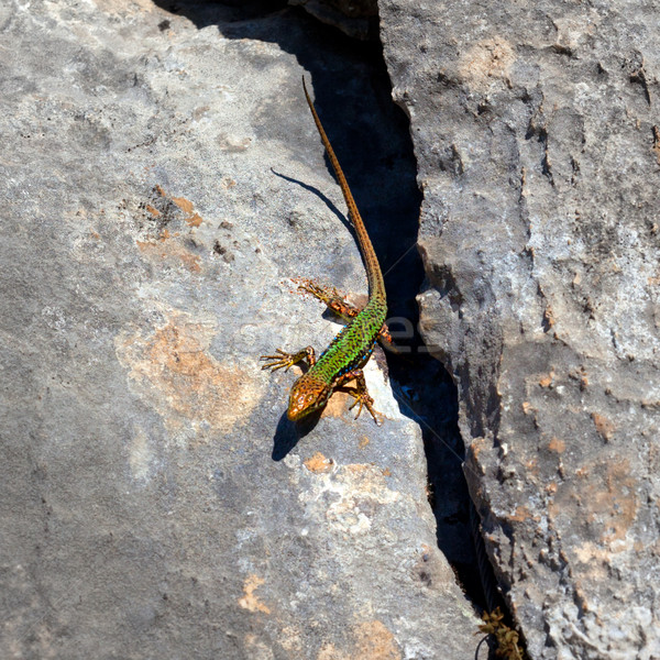 Sand lizard bask on rock Stock photo © BSANI