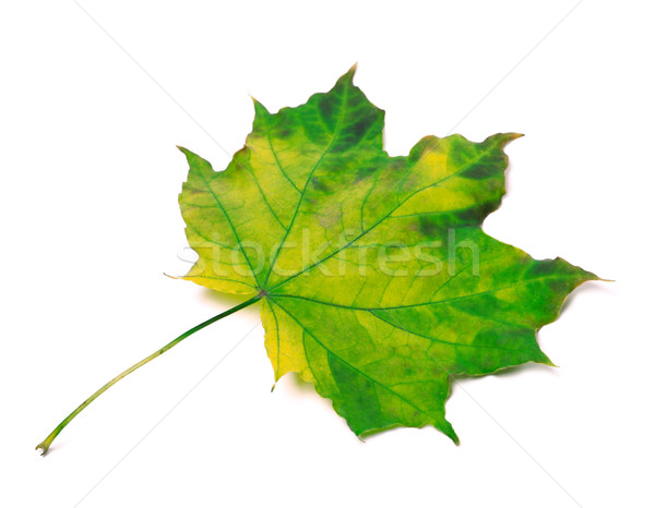 Yellowed maple leaf Stock photo © BSANI