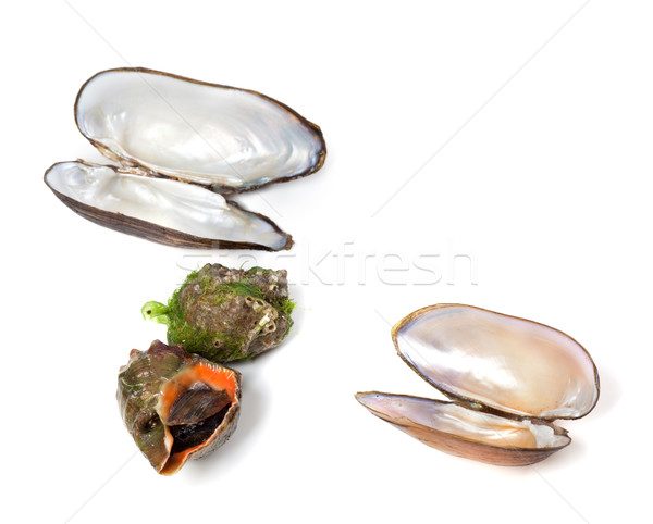 Veined rapa whelk and shells of mussels Stock photo © BSANI