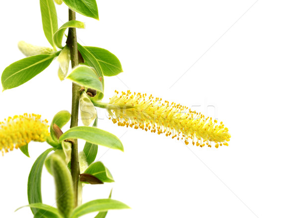 Spring twigs of willow with young green leaves and yellow catkin Stock photo © BSANI