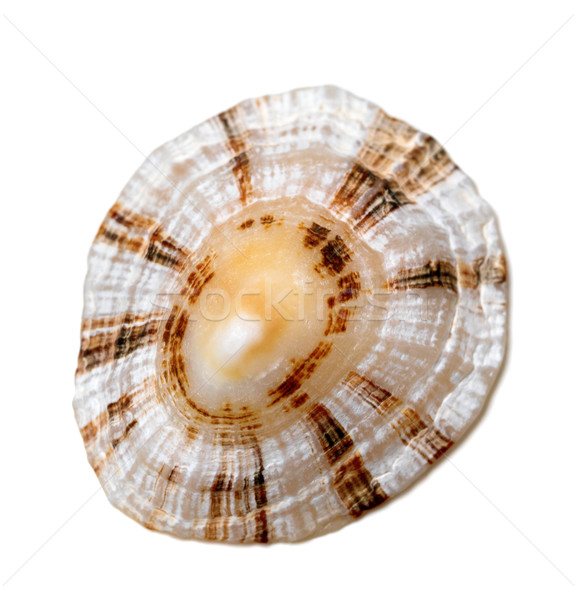 Shell of true limpet Stock photo © BSANI