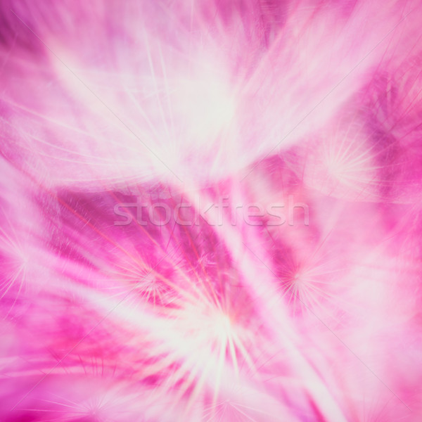 Colorful Pink Pastel Background - vivid abstract dandelion flowe Stock photo © bubutu