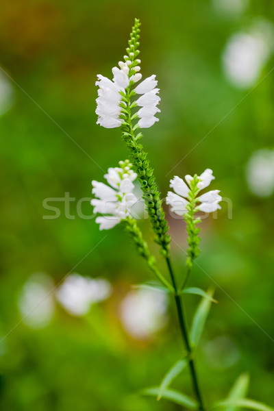 Gehoorzaam plant vals witte kroon sneeuw Stockfoto © bubutu