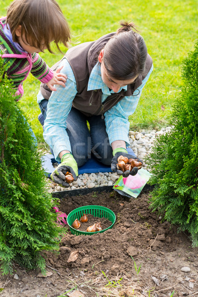 Mother and daughter planting tulip bulbs  Stock photo © bubutu