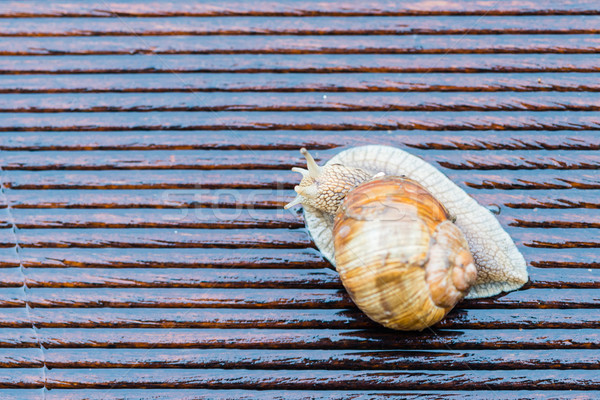 Snail on the wet terrace Stock photo © bubutu