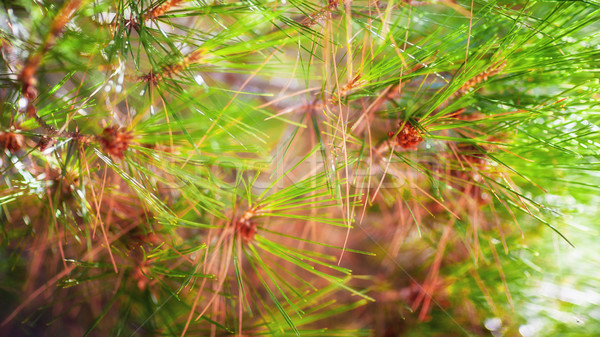 支 樹枝 樹 陽光 效果 商業照片 © bubutu