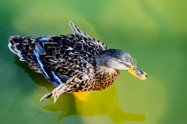 Wild Duck, Anas platyrhynchos, Female Stock photo © bubutu