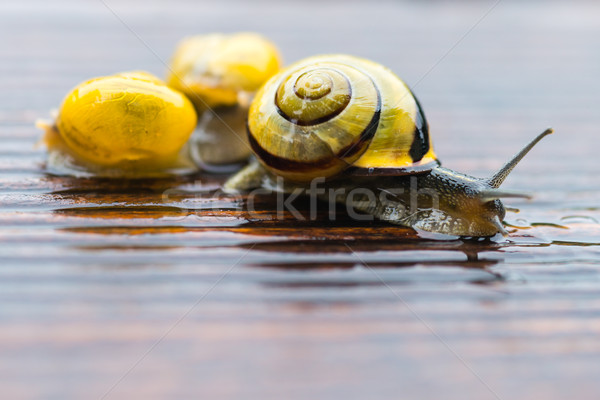 Escargot train humide terrasse peu profond printemps Photo stock © bubutu