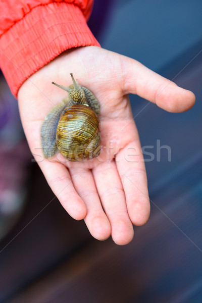 Snail on child hand on the brown terrace background Stock photo © bubutu