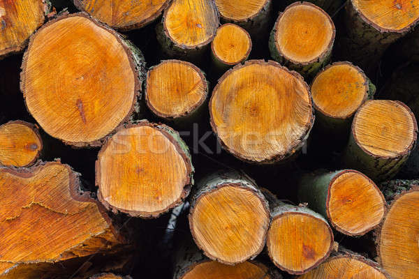 древесины фон высушите рубленый дрова Сток-фото © bubutu