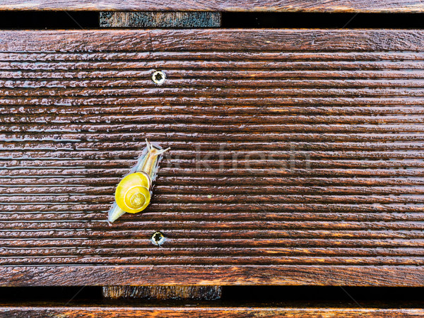 Snail on the wet terrace  Stock photo © bubutu