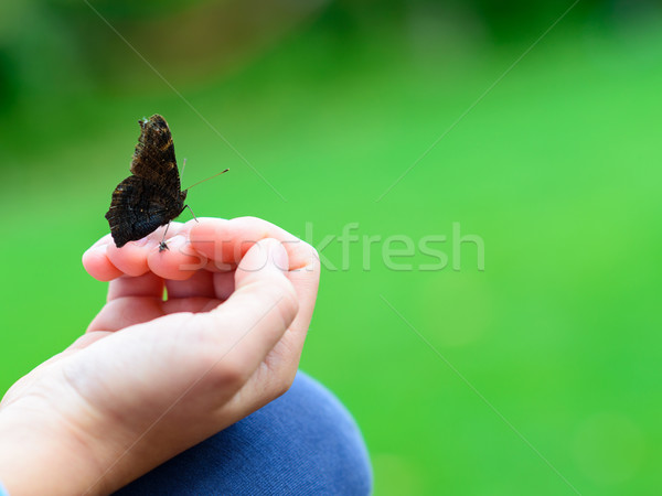 Vlinder vergadering hand zwarte ondiep achtergrond Stockfoto © bubutu