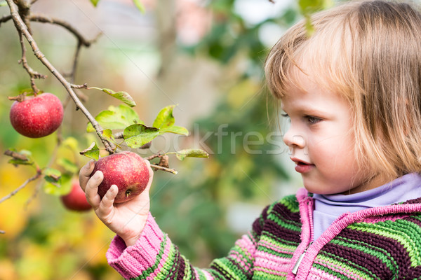 Grabbing the apple Stock photo © bubutu
