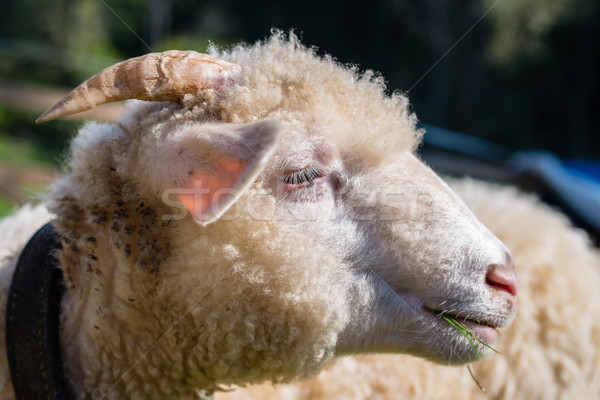 sheep head Stock photo © bubutu