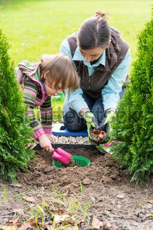 Mother and daughters planting tulip bulbs  Stock photo © bubutu